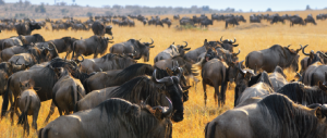 ePidemiology: Applying concepts of herd immunity and public health to cyber security